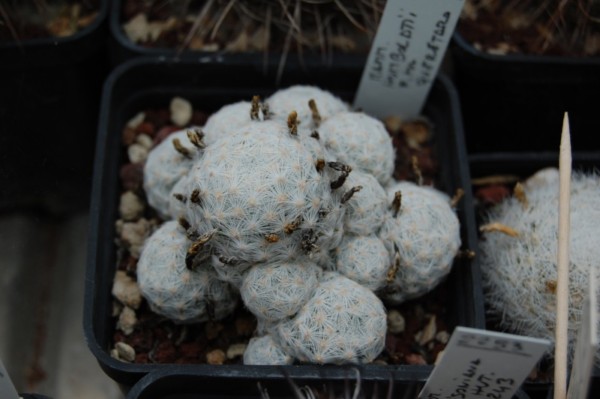 Mammillaria humboldtii f. queretaro 