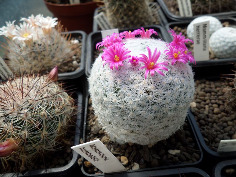 Mammillaria humboldtii 