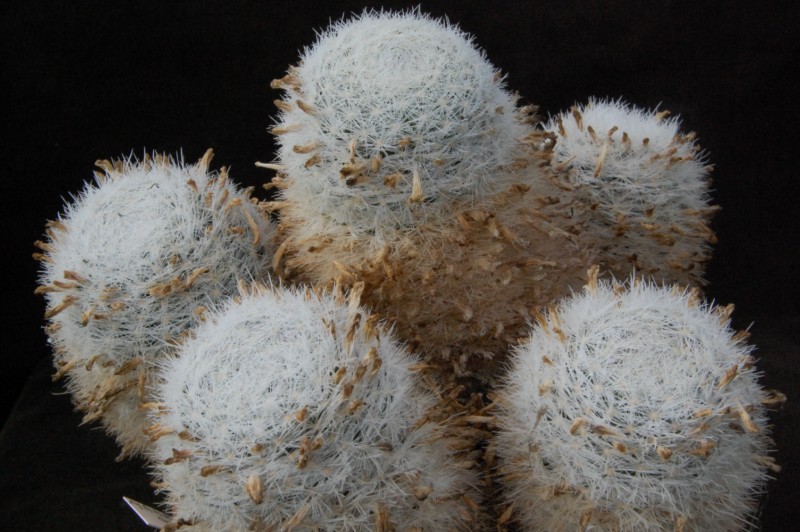 Mammillaria humboldtii 