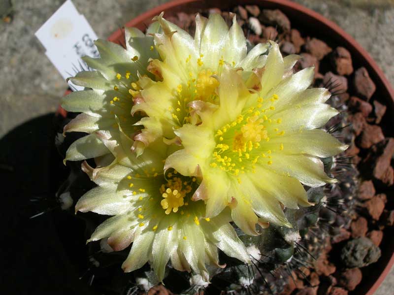 Copiapoa humilis 