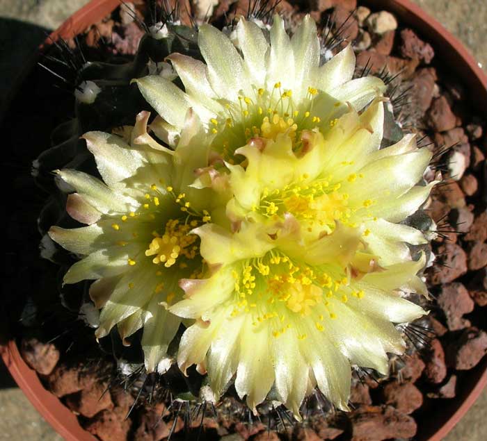 Copiapoa humilis 