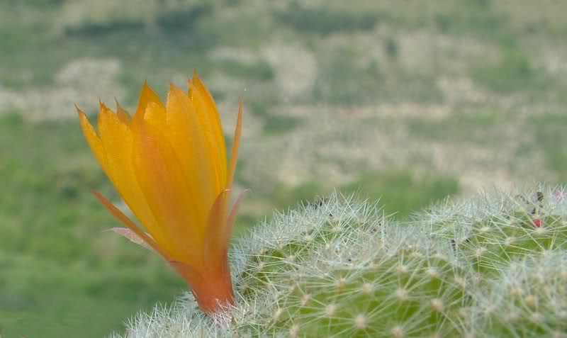 Rebutia fabrisii v. aureiflora 