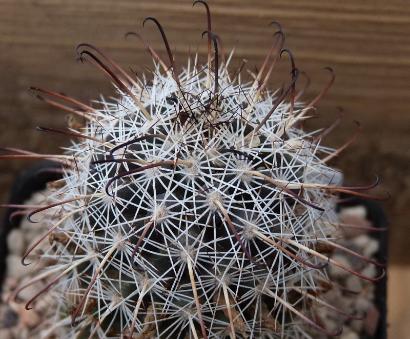 Mammillaria hutchisoniana 