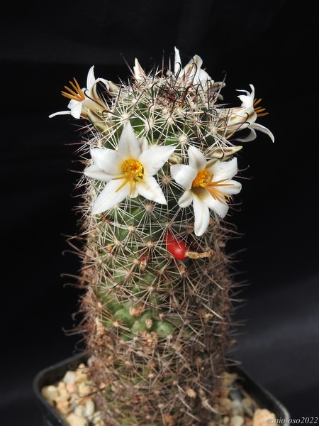 Mammillaria hutchisoniana sb1250