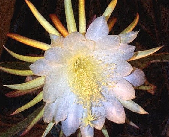 Hylocereus undatus 