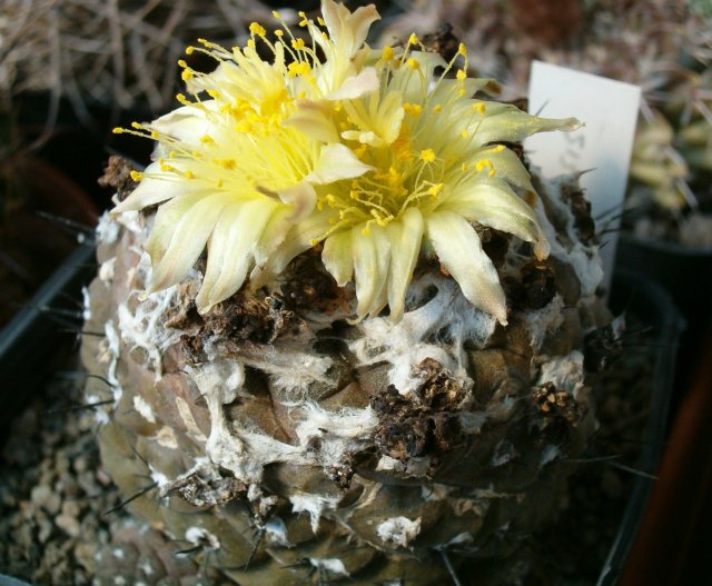 Copiapoa hypogaea 