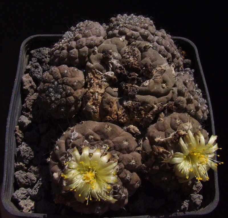 Copiapoa hypogaea v. barquitensis 