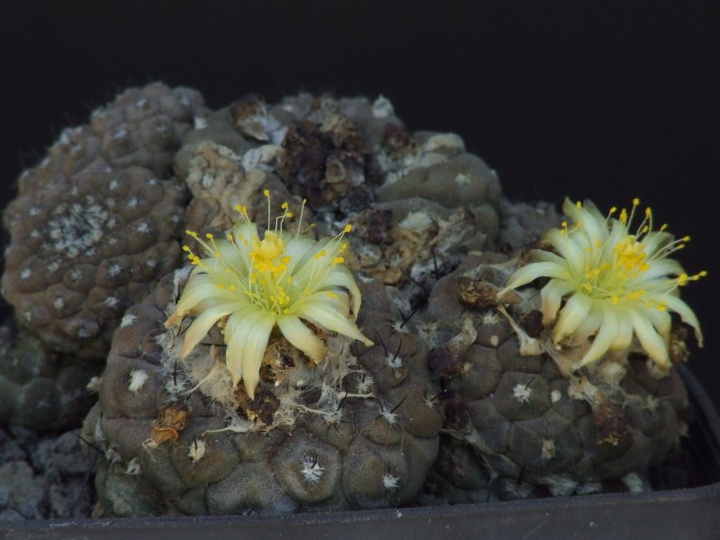 Copiapoa hypogaea v. barquitensis 