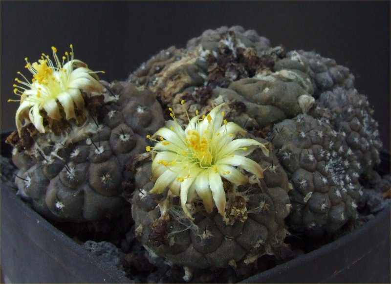 Copiapoa hypogaea v. barquitensis 