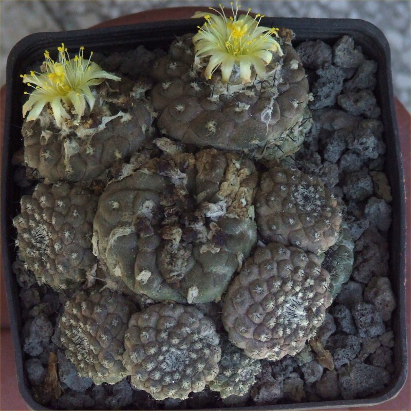 Copiapoa hypogaea v. barquitensis 