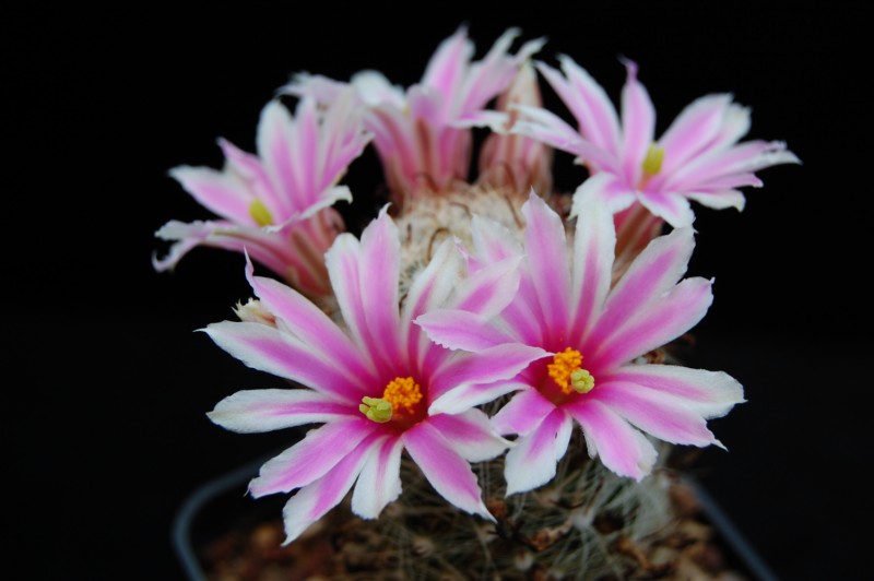 Mammillaria insularis 