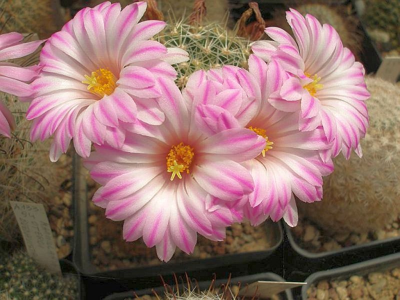 Mammillaria napina 