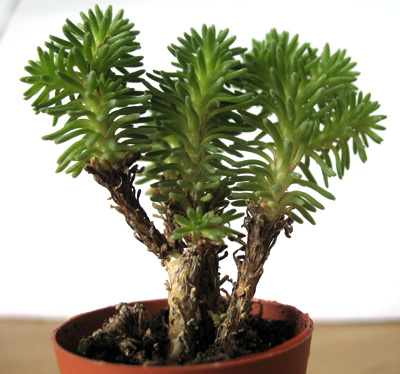 Sedum multiceps 