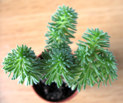 Sedum multiceps 