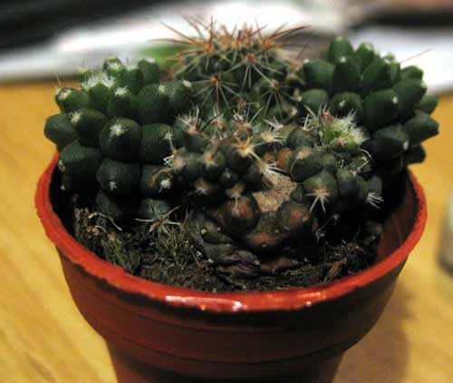 Mammillaria polythele f. nudum 