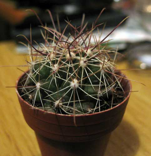 Ferocactus hamatacanthus 