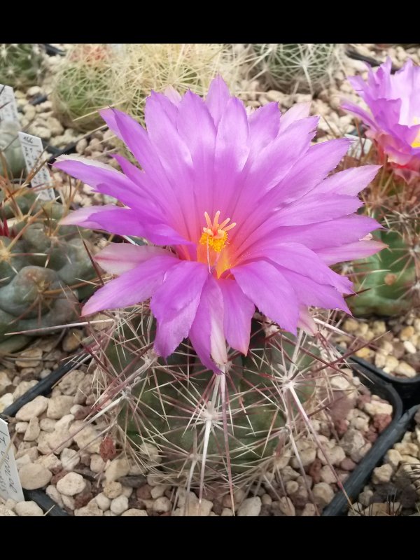 Thelocactus bicolor 