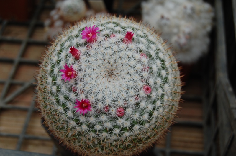 Mammillaria ignota P 324