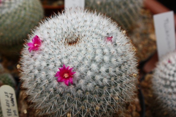 Mammillaria lanigera LAU 1128