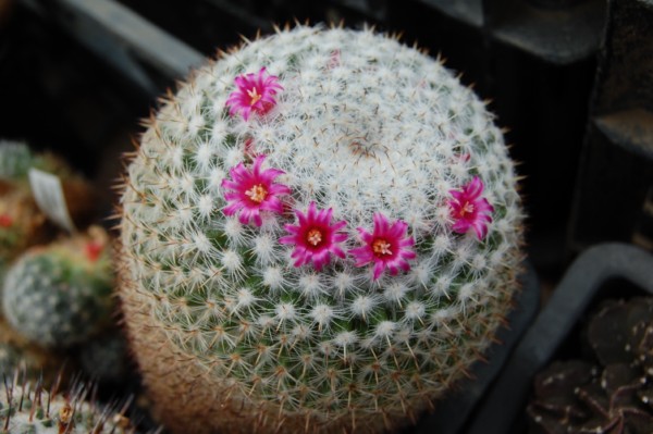 Mammillaria ignota P 324