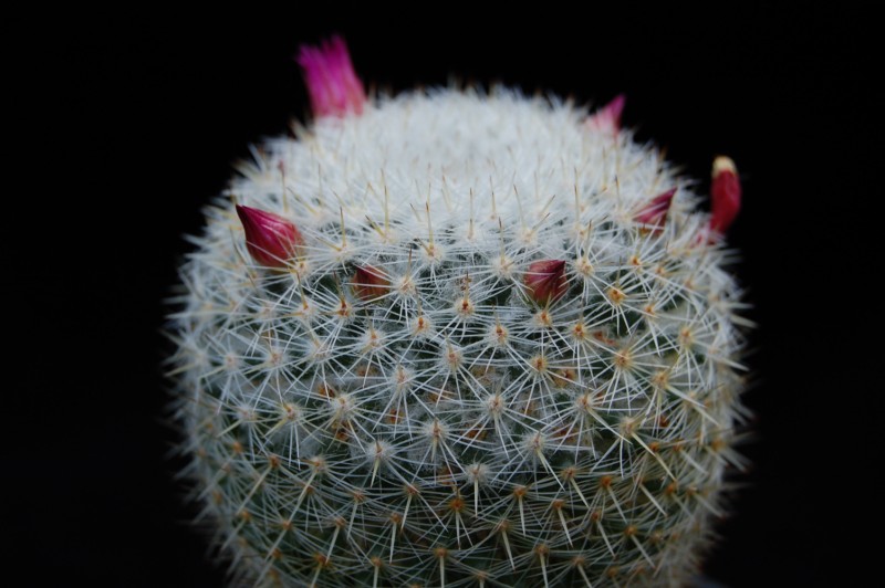 Mammillaria ignota REP 1654