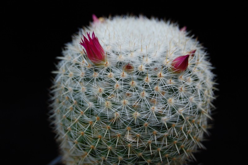 Mammillaria ignota REP 1654