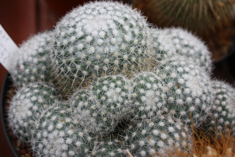 Mammillaria igualensis ROG 291