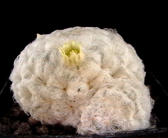 Mammillaria plumosa 