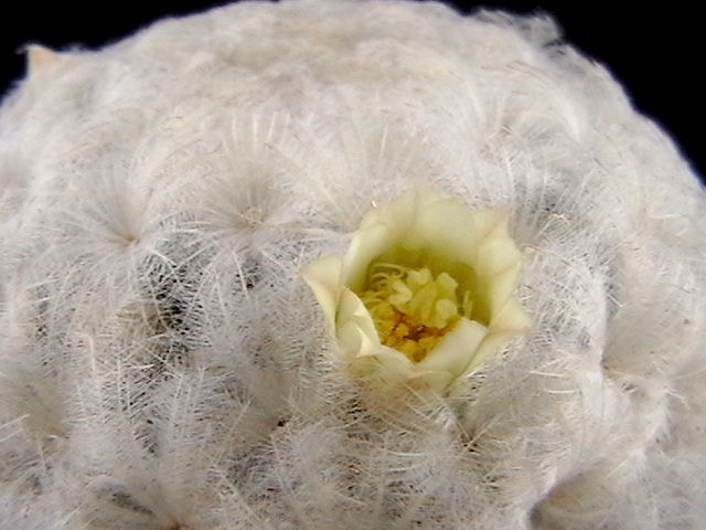 mammillaria plumosa 