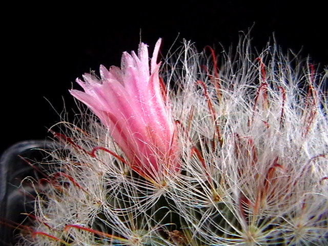 Mammillaria bocasana 