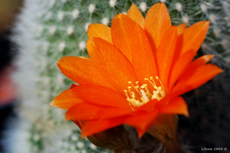 Rebutia albipilosa 