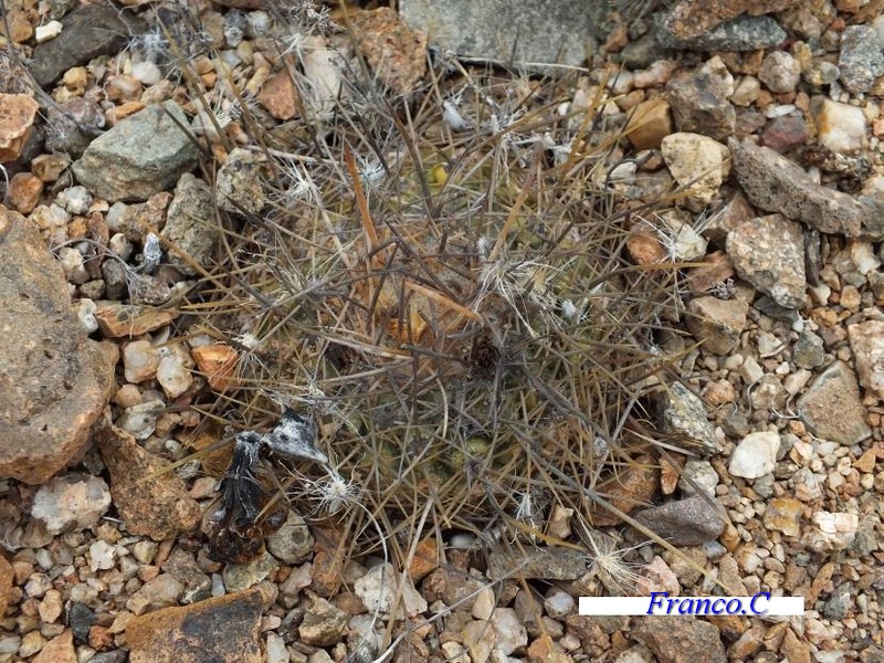 copiapoa taltalensis