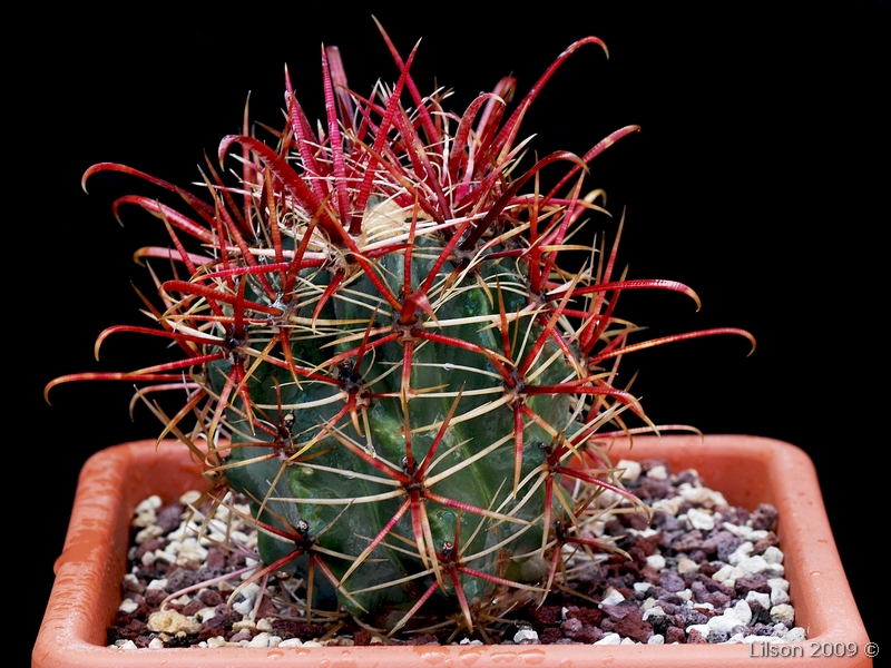 Ferocactus gracilis 