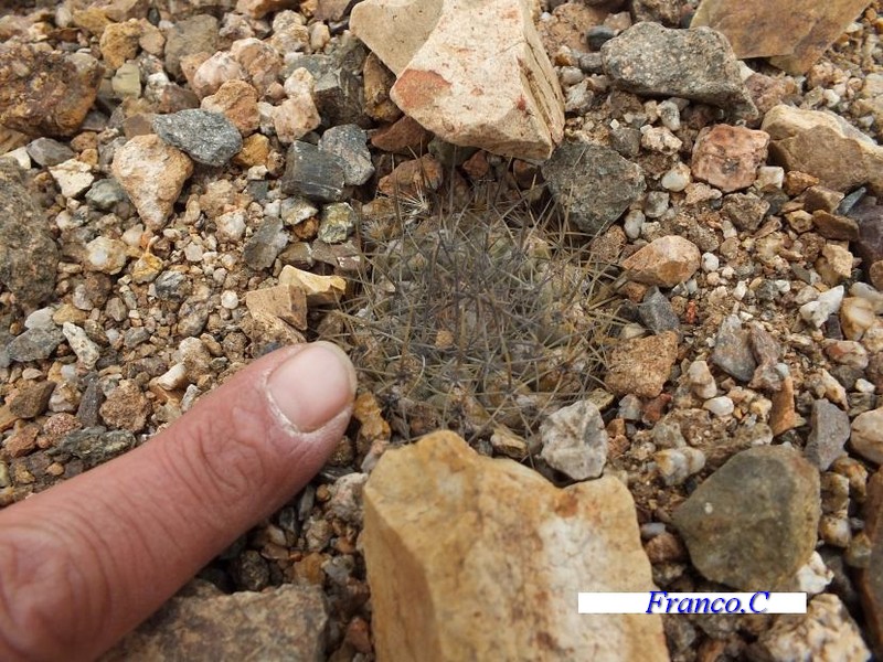 Copiapoa taltalensis 