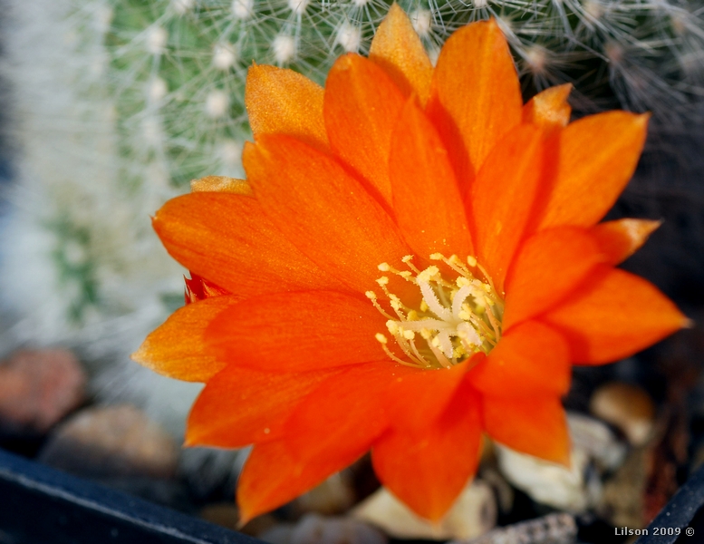 Rebutia albipilosa 