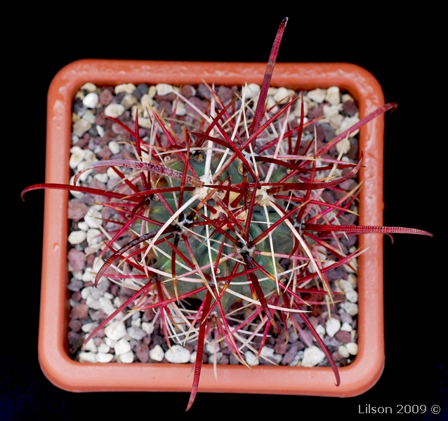 Ferocactus  