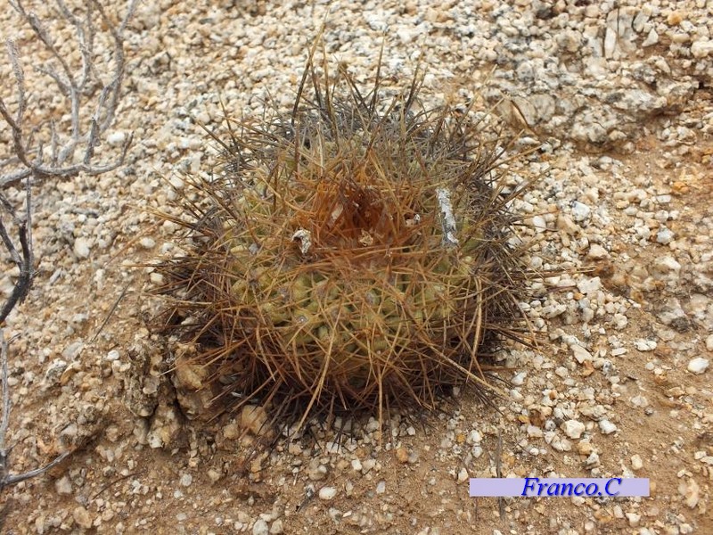 Copiapoa taltalensis 