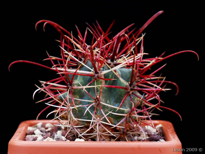 Ferocactus  