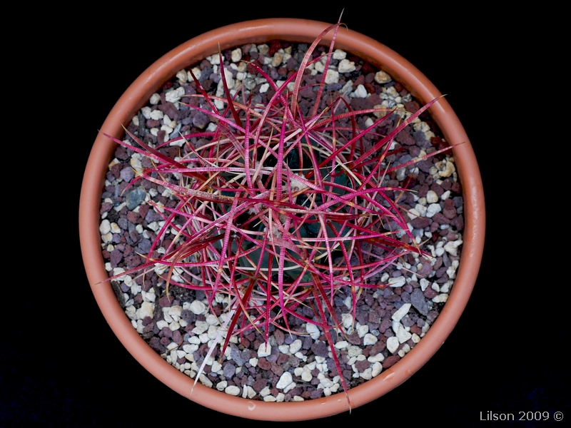 Ferocactus cylindraceus 