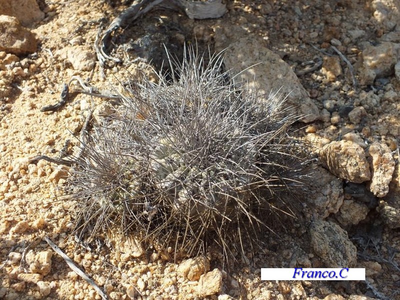 copiapoa superba