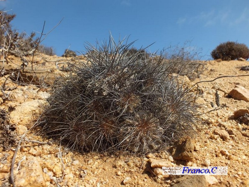 Copiapoa superba 