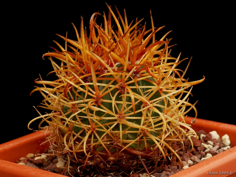 Ferocactus chrysacanthus 