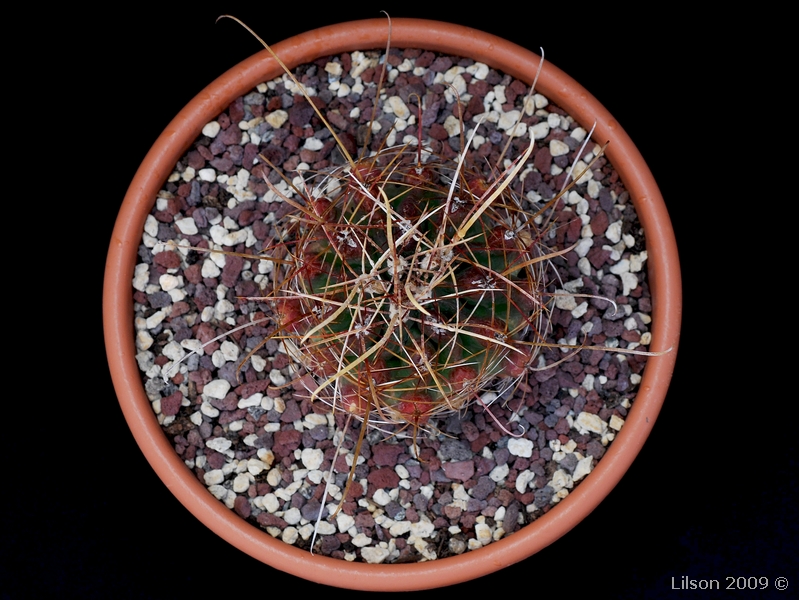 Ferocactus hamatacanthus 