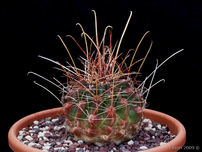 Ferocactus hamatacanthus 