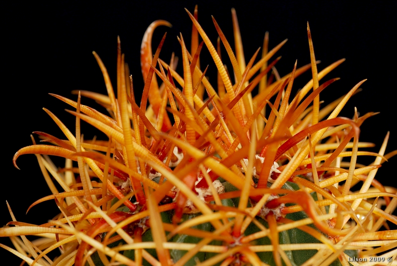 Ferocactus chrysacanthus 