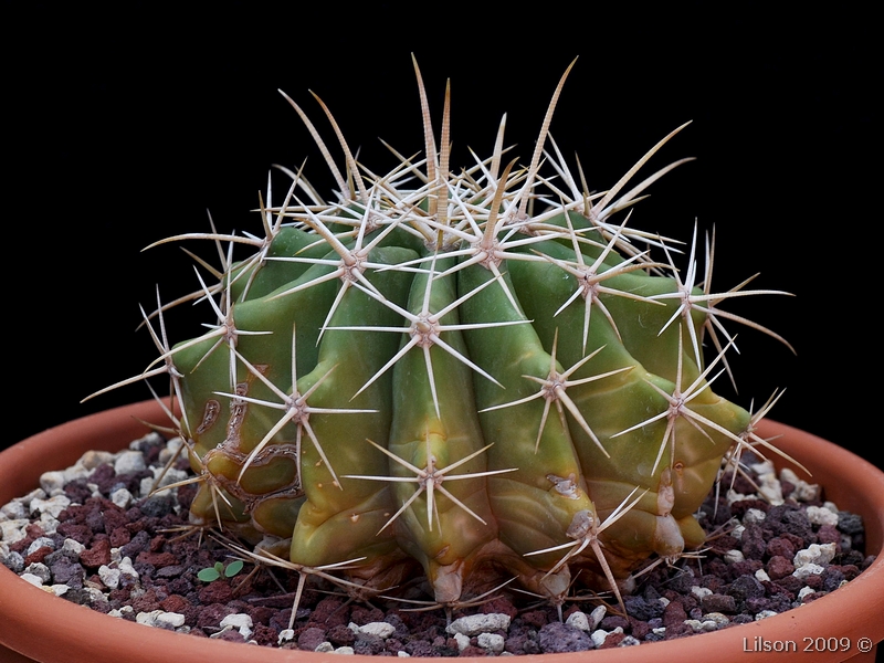 Ferocactus  