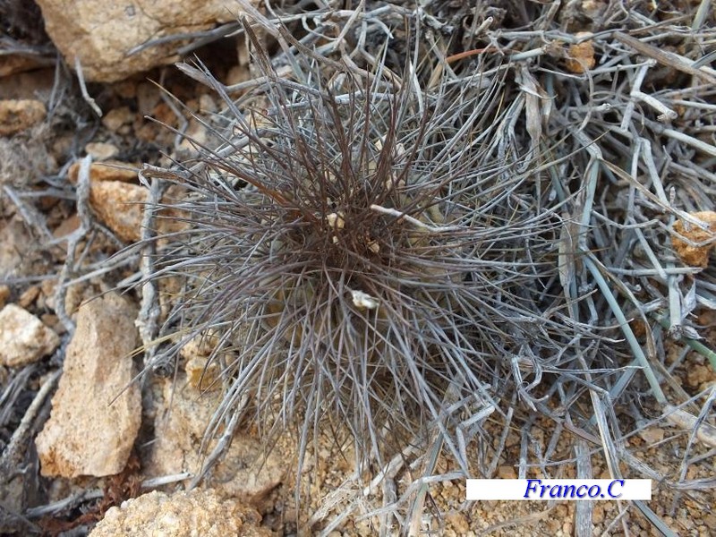 Copiapoa superba 