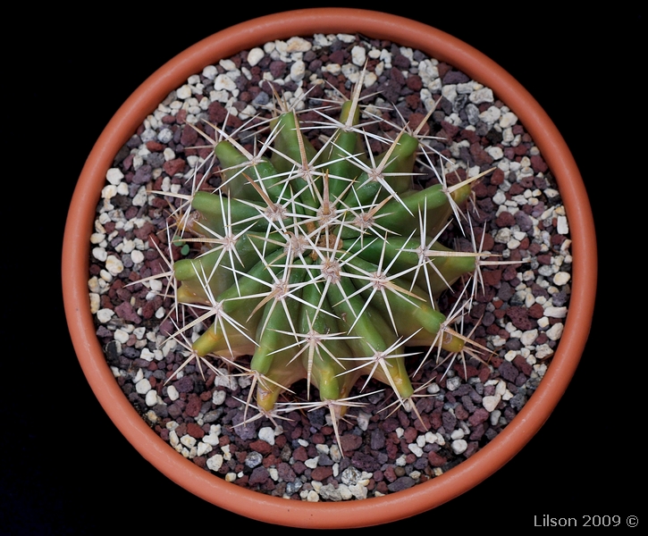 Ferocactus  