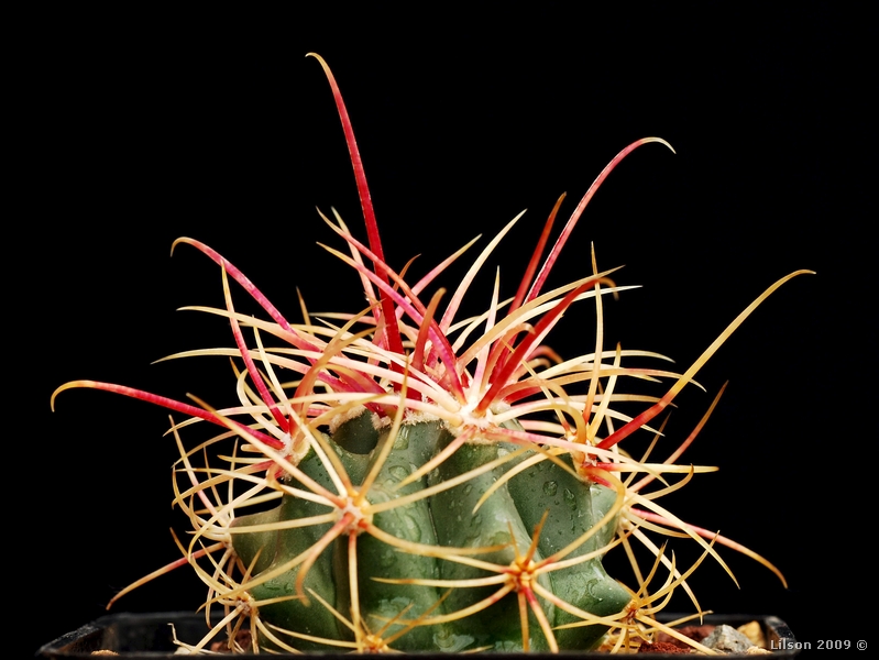 Ferocactus cylindraceus ssp. eastwoodiae 