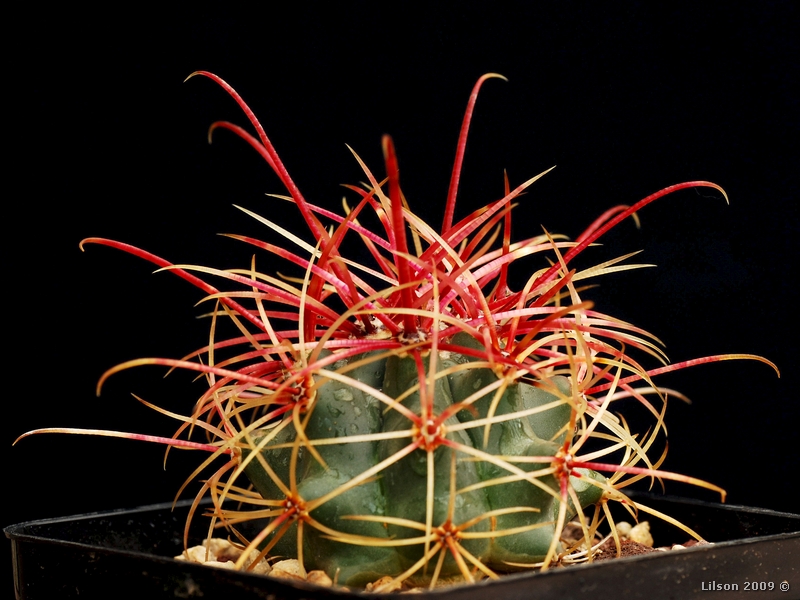 Ferocactus cylindraceus ssp. eastwoodiae 